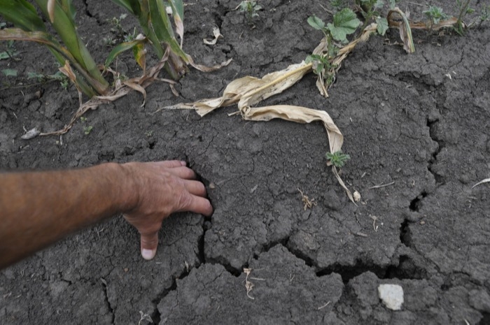 Треть посевов в Алтайском крае попала под "острую засуху" -
