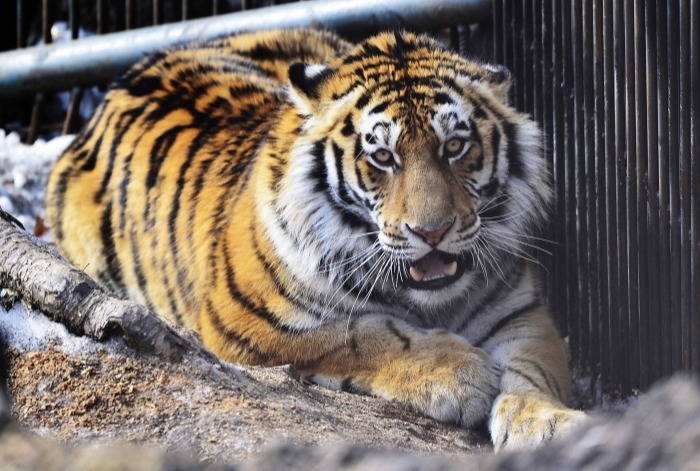 Спасенная в Приморье тигрица идет на поправку