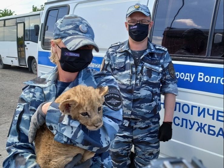 Волгоградские полицейские изъяли истощенного и напуганного львенка в рейсовом автобусе "Махачкала-Москва"