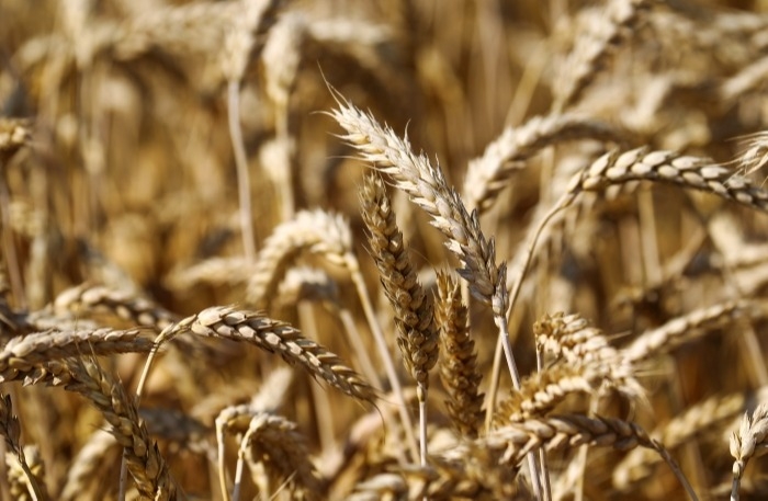Ставрополье из-за засухи может потерять 40% урожая зерна