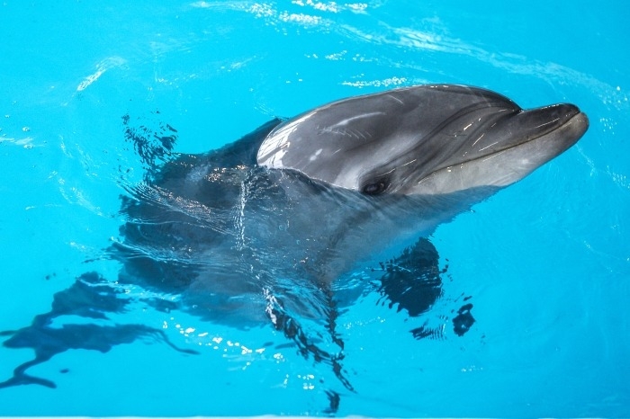 Экологи фиксируют в Крыму рекордное число погибших дельфинов