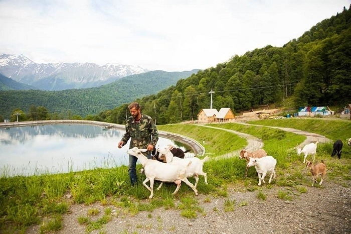 Попасти коз, покормить оленей, закоптить мясо и сыры предлагают туристам в горах Сочи