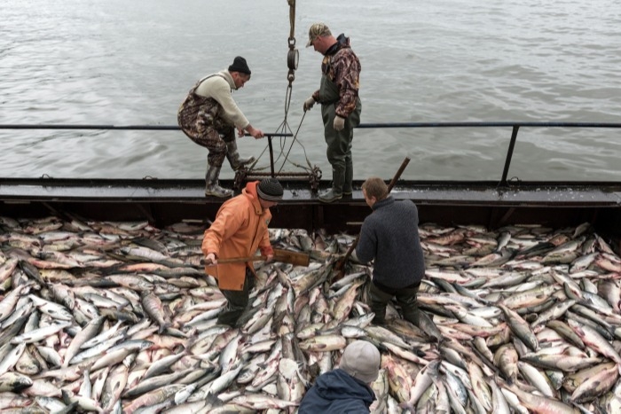 Рыбаки Дальнего Востока в этом году могут увеличить вылов рыбы до 3,5 млн т