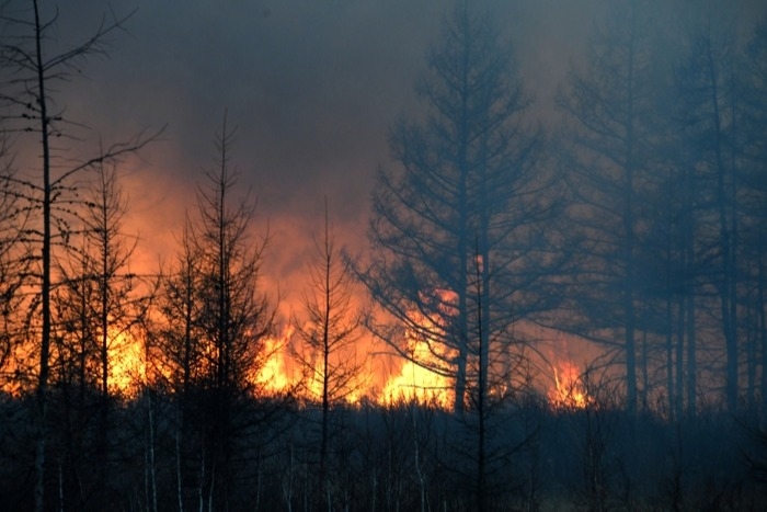 Авиалесоохрана: площадь лесных пожаров на удаленных территориях в РФ достигла 1 млн га