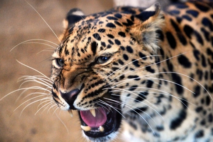 Старейшему леопарду в нацпарке Приморья не менее 17 лет
