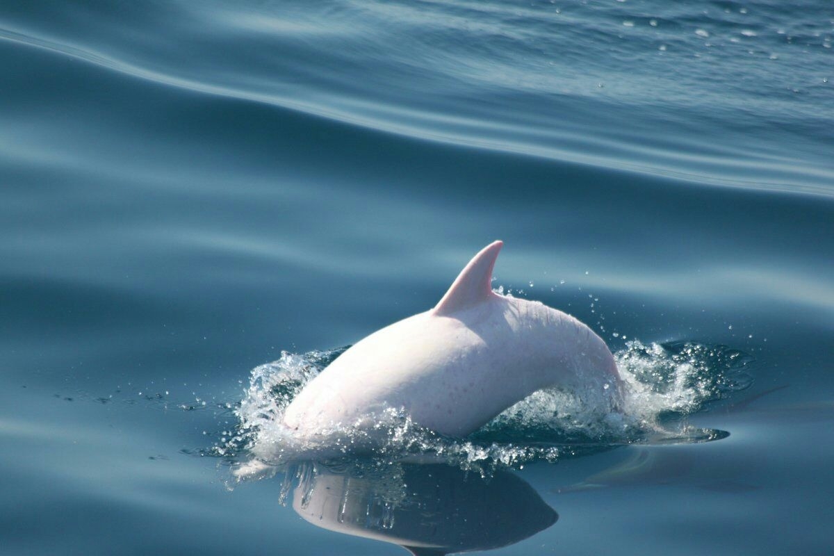 Редкий дельфин-альбинос повстречался ученым в Черном море