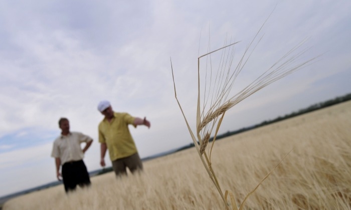 В пяти районах Саратовской области введен режим ЧС в связи с гибелью посевов