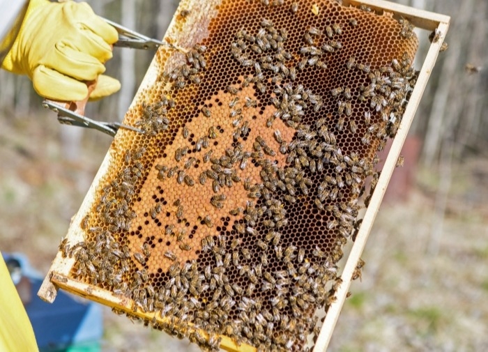 Массовая гибель пчел из-за обработки полей зафиксирована в Алтайском крае