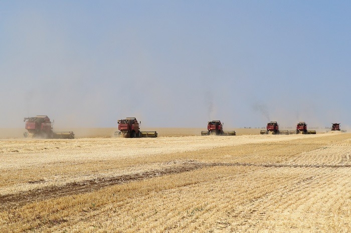 Волгоградская область убрала зерновые с 50% площадей