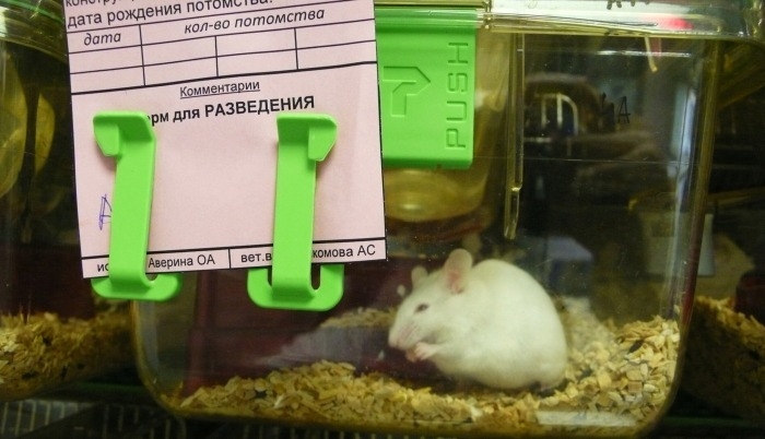 Первые трансгенные мышата для испытания вакцин от коронавируса родились в Новосибирске