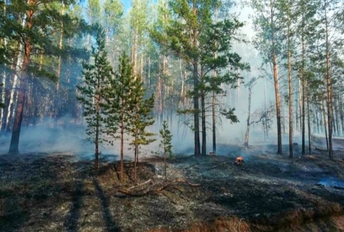 Площадь лесных пожаров в РФ за неделю сократилась на треть