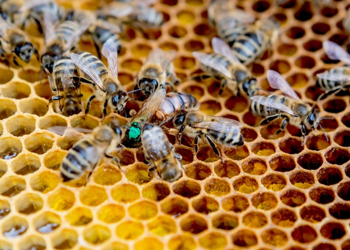 Массовая гибель пчел зафиксирована в Татарстане