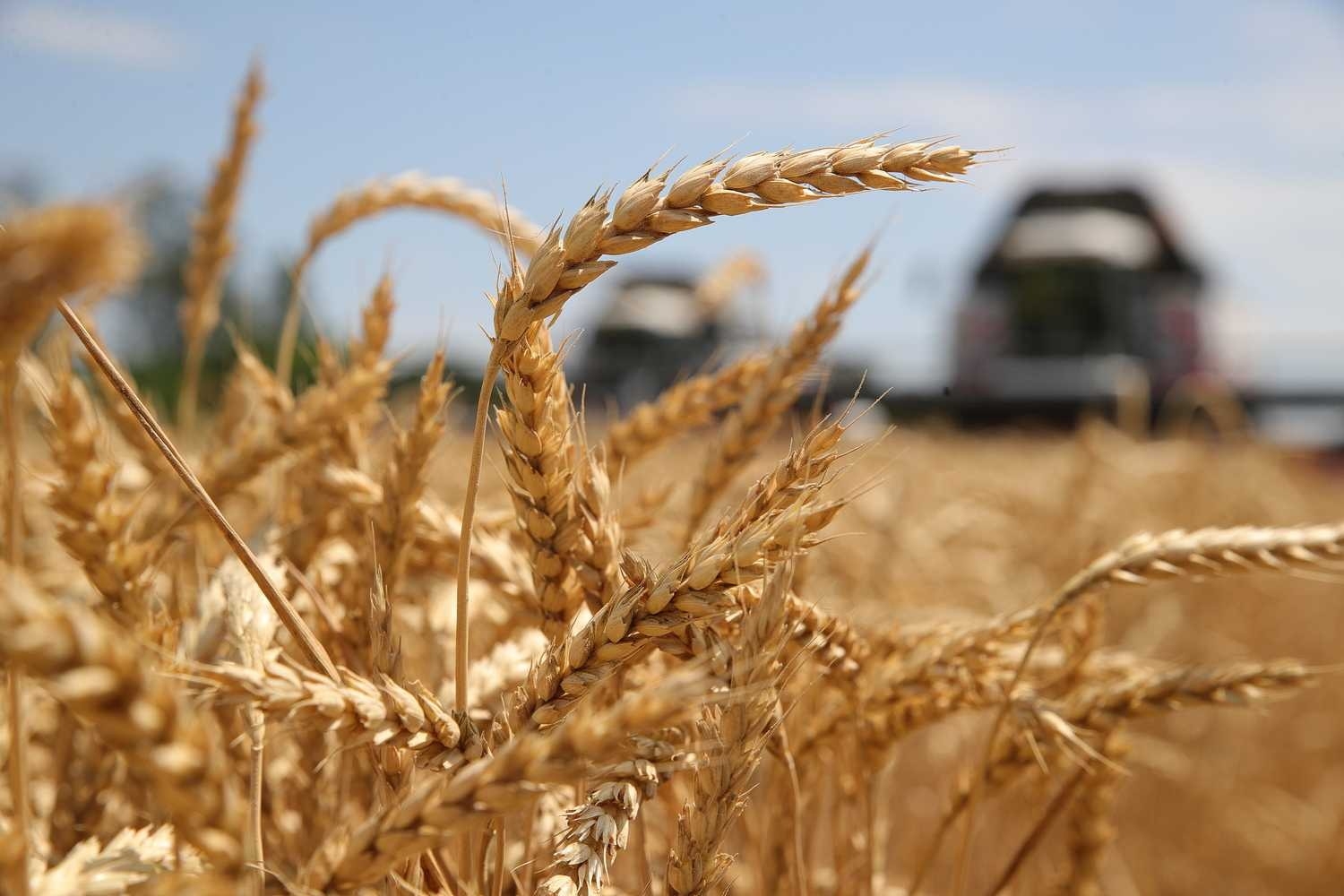 Ростовская область стала лучшей среди регионов РФ по сбору урожая ранних зерновых