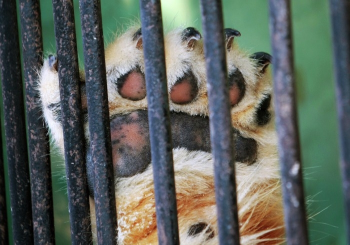Башкирия может запретить въезд передвижных зоопарков на территорию региона