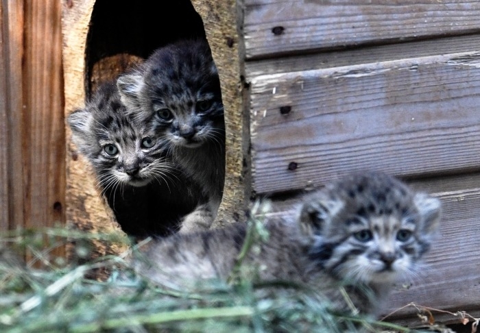Зоопарки открываются для посетителей в Ивановской области