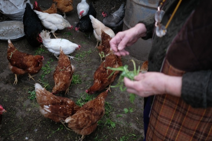 Карантин по гриппу птиц введен в тюменском селе