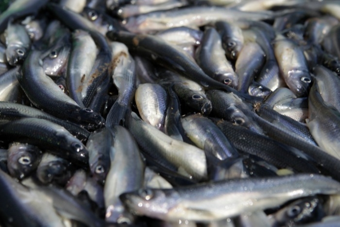 Массовая гибель рыбы произошла в водоеме под Тулой