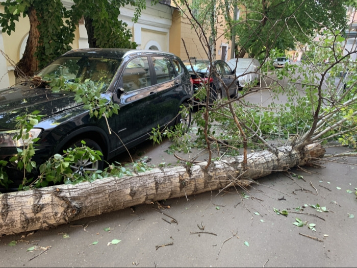 Ветер повалил в Петербурге полтысячи деревьев, пал вековой клен у Русского музея