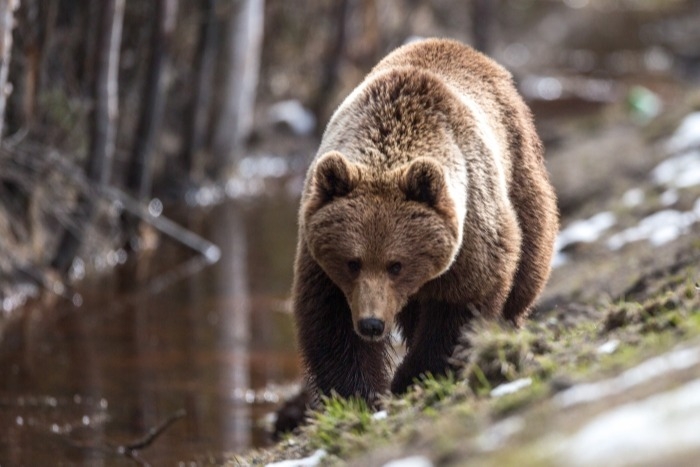 Жителей Петропавловска-Камчатского призывают к осторожности из-за двух медведей возле города