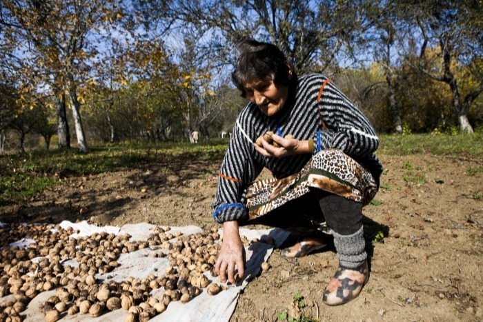 В Ингушетии начали возрождать ореховые сады, остававшиеся заброшенными более 30 лет