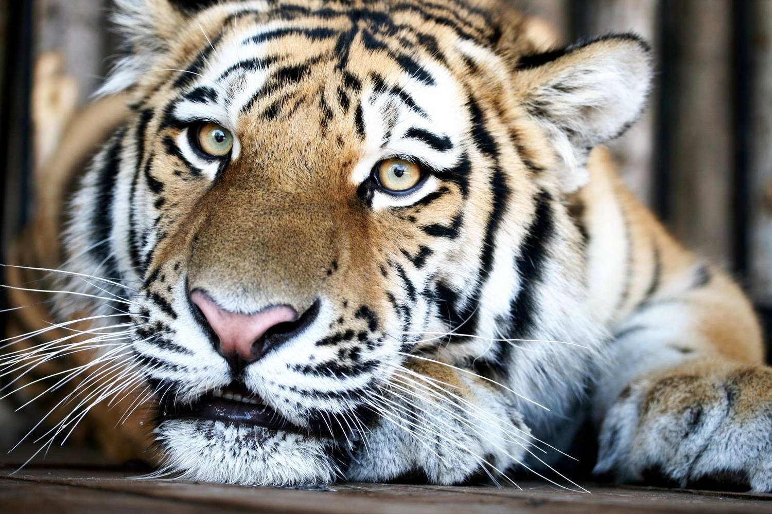 Тигры Кактус и Кассандра из Самарского зоопарка получат мясной торт в честь Дня тигра