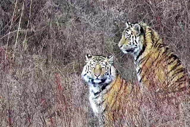 Прокуратура в Приамурье проверит работу охотоведов в связи с гибелью тигра Павлика
