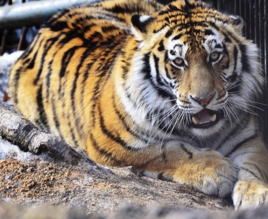 Уголовное дело возбуждено по факту убийства краснокнижного тигра в Амурской области