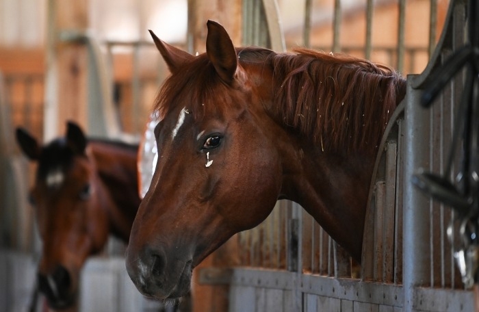 "Штрафстоянку" для безнадзорных лошадей организуют в Якутске
