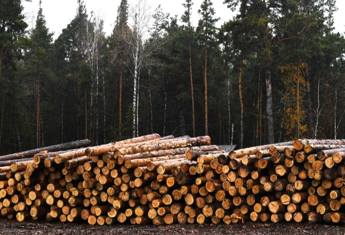 Путин запретил с 2022 года вывоз из РФ грубо обработанных лесоматериалов