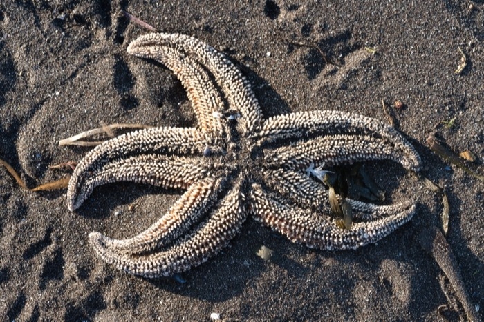 Шторм не мог стать причиной массовой гибели морских животных на Камчатке