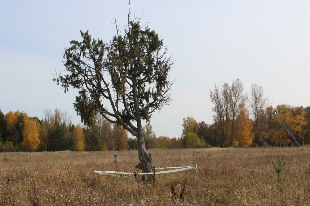 400-летний можжевельник из Удмуртии внесен в реестр удивительных деревьев России