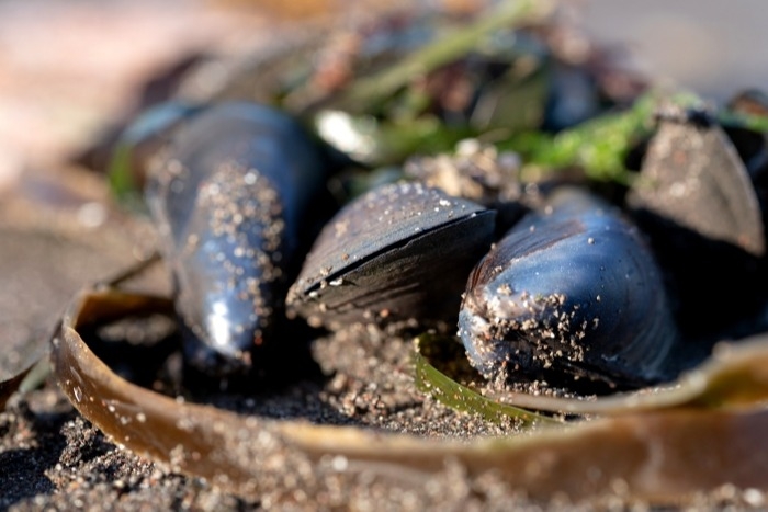 Мертвых морских обитателей выбросило на охотоморское побережье Камчатки