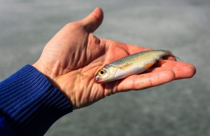 Ущерб рыбным ресурсам от разлива ГСМ в Норильске составил более 3,6 млрд рублей
