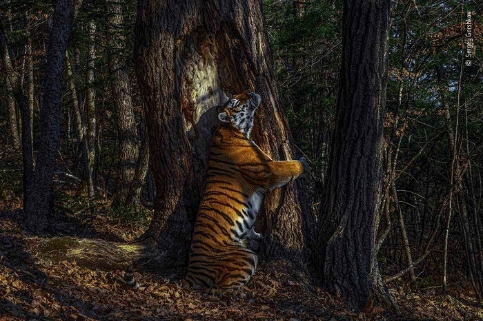 Снимок амурского тигра из нацпарка в Приморье поучил гран-при конкурса британского Музея естественной истории