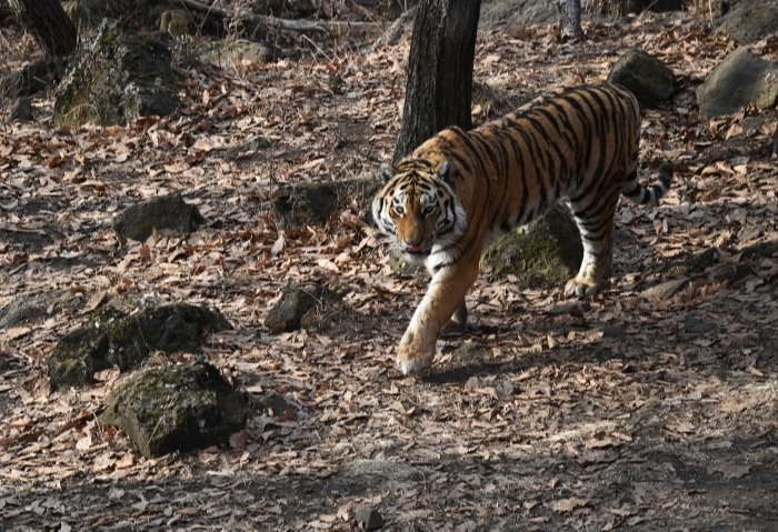 Мини-заповедники для амурского тигра появились в охотхозяйствах Приморья