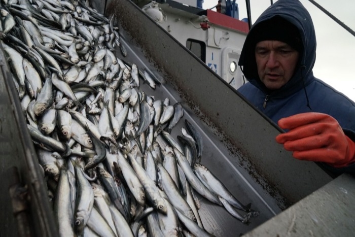 Калининградские рыбаки возрождают в Каспийском море промышленный вылов кильки