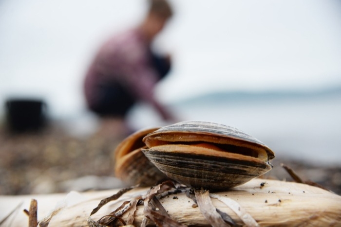 Ученые выясняют причины выброса моллюсков на побережье в Магаданской области