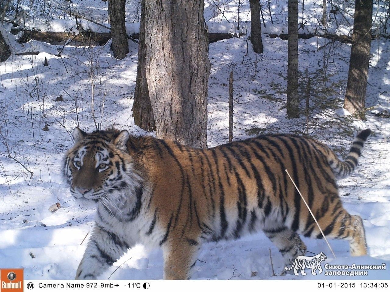 Опекаемую американским боксером Мейвезером-младшим тигрицу заметили с тигрятами в Приморье