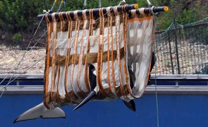 В Госдуме предлагают запретить вылов косаток и белух для дельфинариев