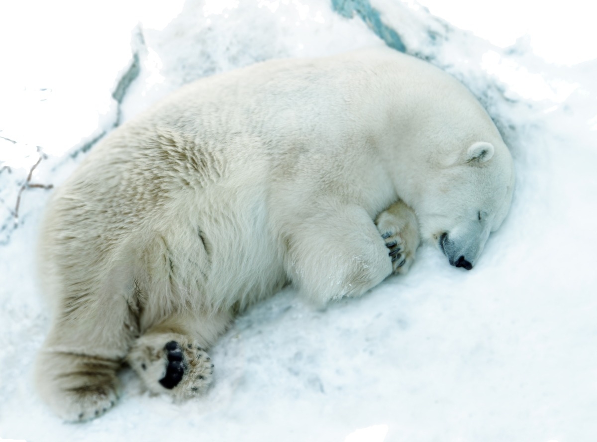 Медведи в екатеринбургском зоопарке легли в зимнюю спячку