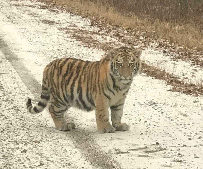 Два тигренка в Приморье вышли на дорогу и позировали людям
