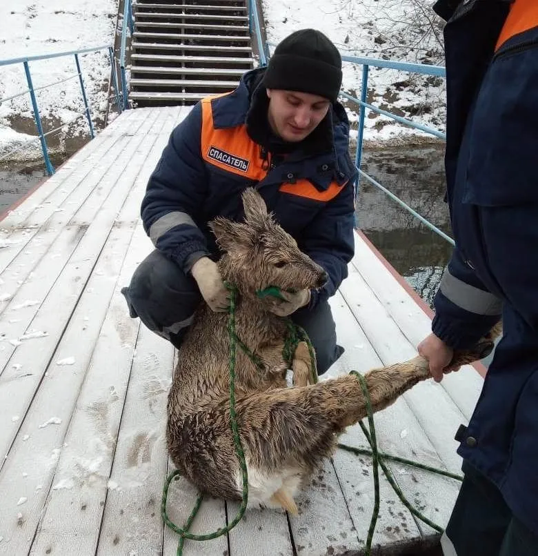 Спасатели помогли дикой косуле выбраться из ледяной воды Енисея
