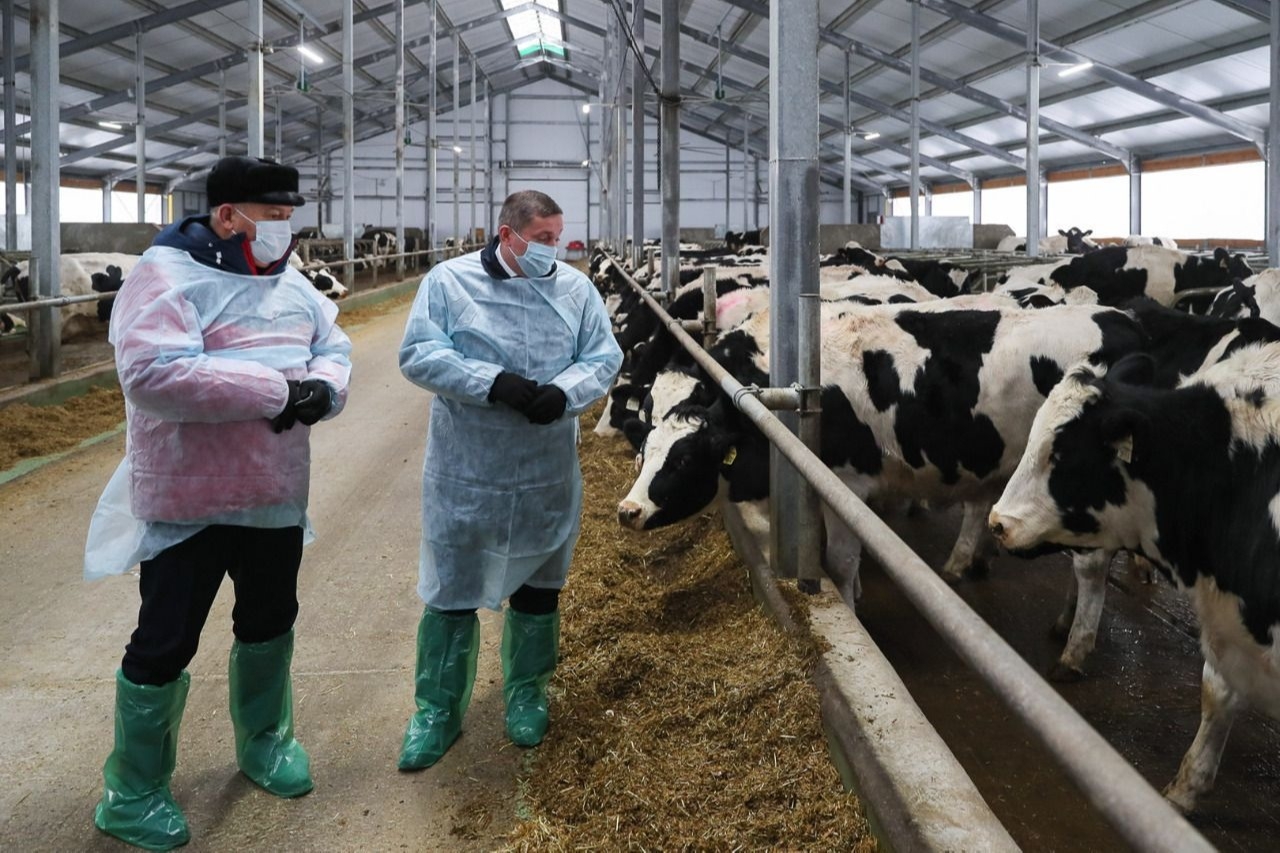 Волгоградское СП "Донское" за 9 месяцев увеличило производство молока на 28% благодаря реализации инвестпроекта