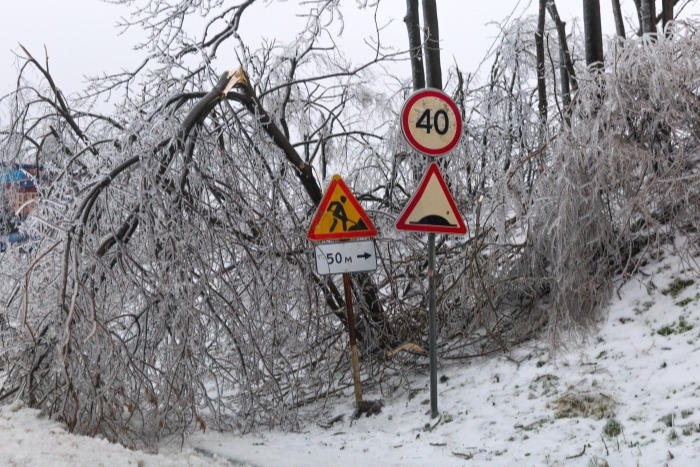 Более 4,5 тыс деревьев повалено из-за ледяного дождя и ветра во Владивостоке