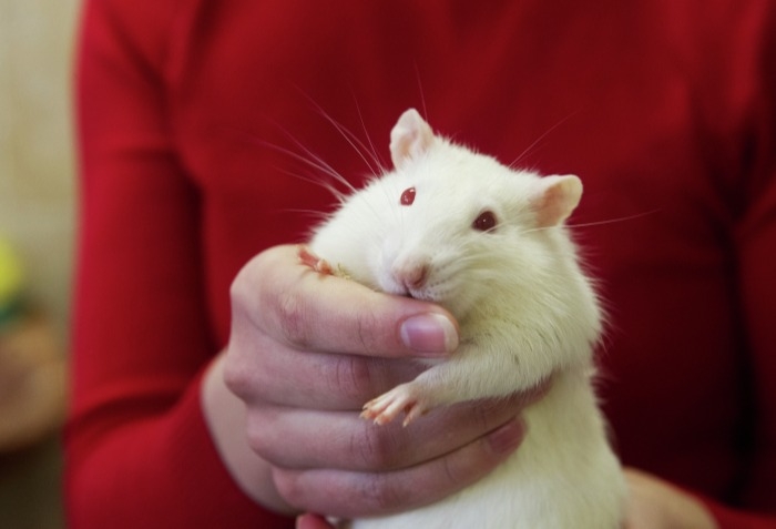 Новгородцев вновь продиагностируют на рак с помощью лабораторных крыс