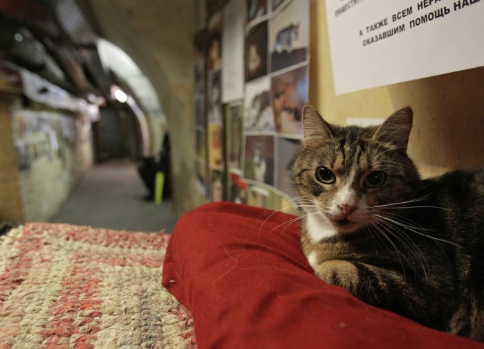Эрмитажные коты сами решат, на что потратить наследство французского мецената