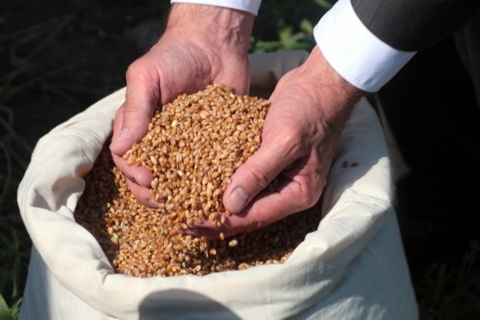 Минсельхоз: урожай зерна в РФ в этом году в чистом весе превысит 131 млн тонн