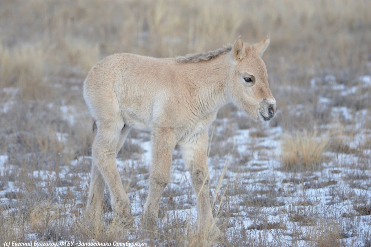Еще один жеребенок родился у краснокнижных лошадей Пржевальского в оренбургском заповеднике
