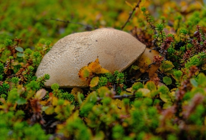 Неизвестный науке гриб нашли в Тюменской области