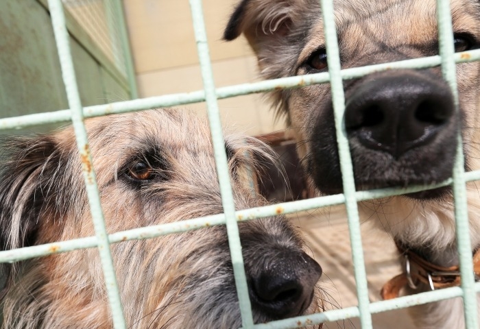 Спасатели эвакуировали двадцать пять собак из горящего питомника в Иркутске